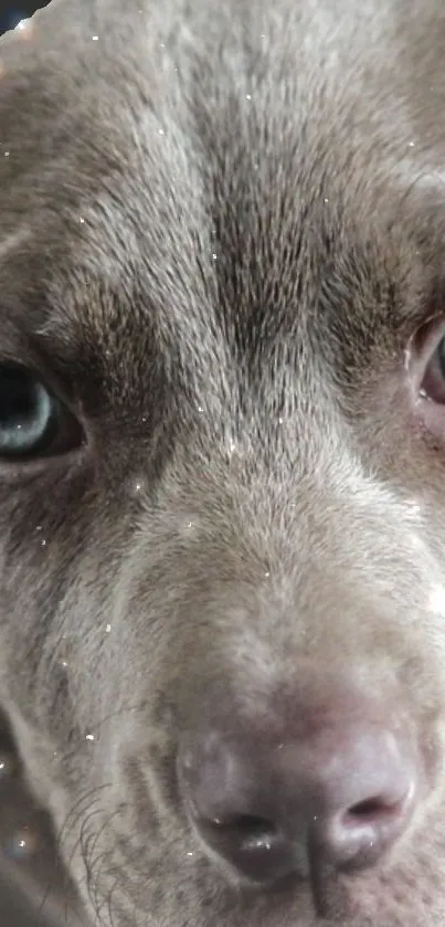 Close-up of a puppy with cosmic sparkle in its eyes.