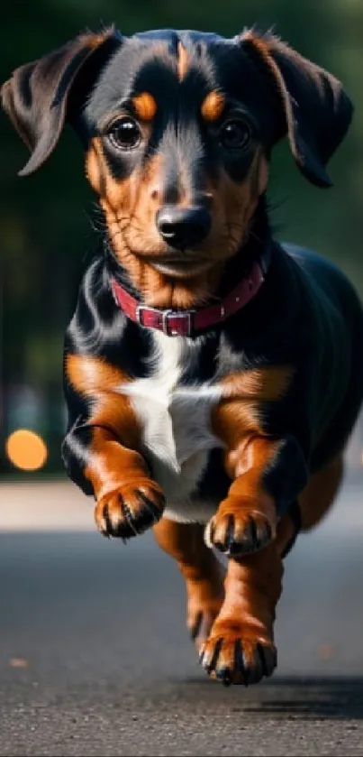 Puppy dashing on a street, vibrant and energetic mobile phone wallpaper.