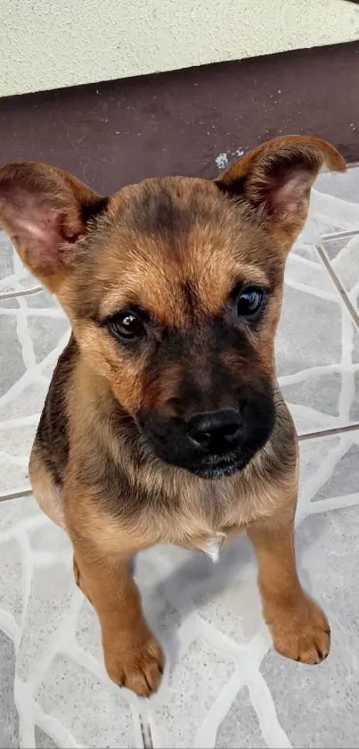 Cute puppy sitting on tiled floor, looking up adorably.