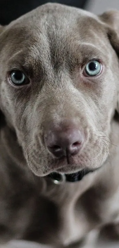 Gray puppy with blue eyes staring adorably at the camera.
