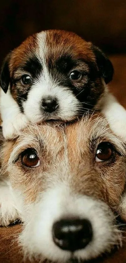 Adorable brown and white puppies resting together.