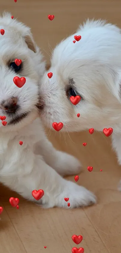 Adorable white puppies sharing a moment on wooden floor.