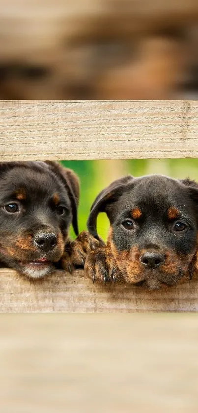 Two cute puppies peeking through a wooden fence in a playful pose.