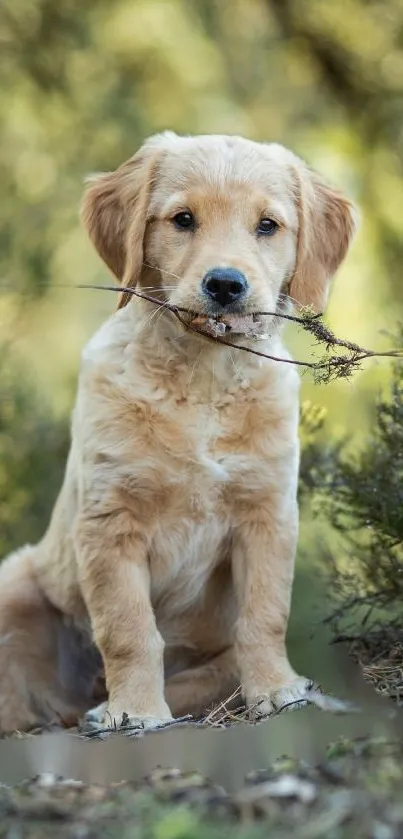 Golden retriever puppy with a stick in a forest setting wallpaper.