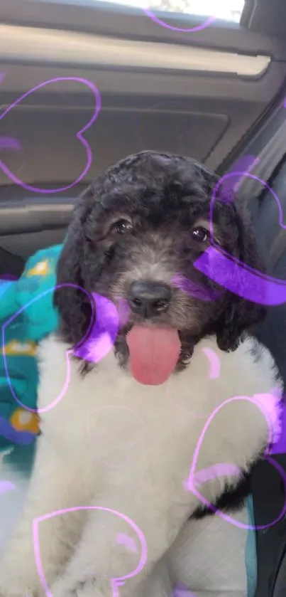 Adorable puppy with purple heart overlay in a car.