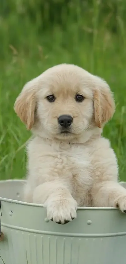 Cute golden retriever puppy in a bucket on green grass.