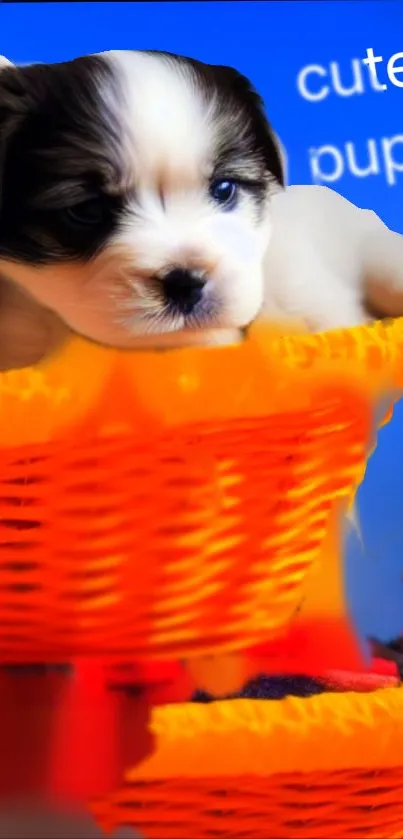 Adorable puppy in an orange basket against a blue background.