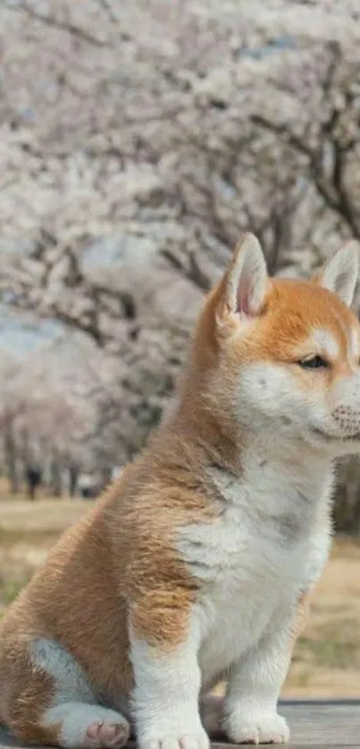 Cute puppy with cherry blossoms background.