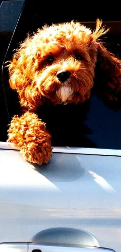 Adorable brown puppy looking out of car window.