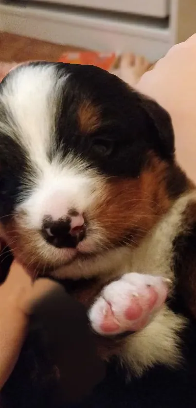 Cute puppy held in hands with soft fur and adorable face.