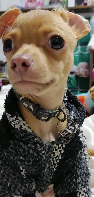 Adorable puppy in a cozy black and white sweater.