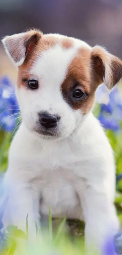 Adorable puppy surrounded by purple flowers.