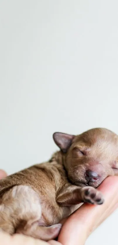 Adorable newborn puppy held gently in hands, showcasing delicate care.