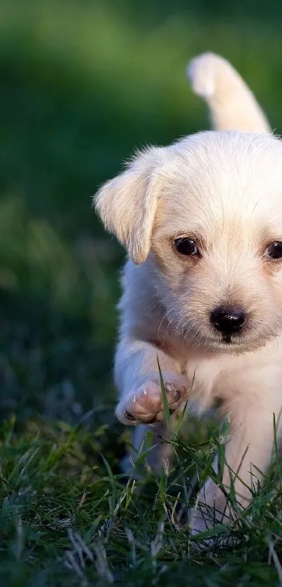 Cute puppy running through green grass in sunlight, ideal for dog lovers.