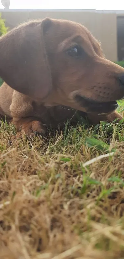 Cute puppy lying on grass with a curious expression.