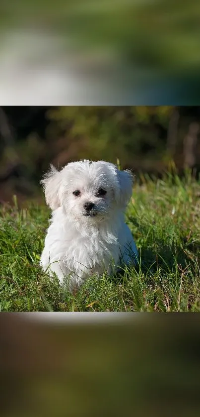 Adorable white puppy sitting in green grass.