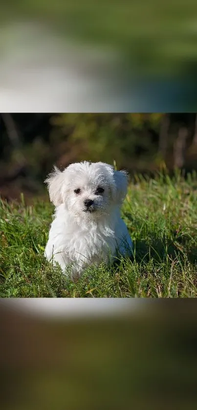 Adorable white puppy sitting in green grass.