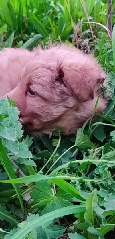 Adorable puppy resting in lush green grass, perfect phone wallpaper.