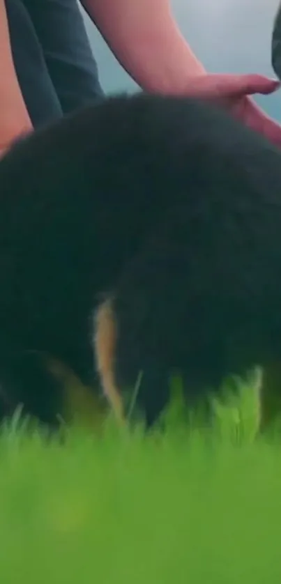 Fluffy black puppy playing in green field with blue sky background.