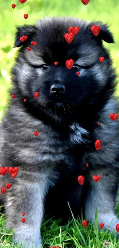 Fluffy puppy sitting on grass in vibrant green field.