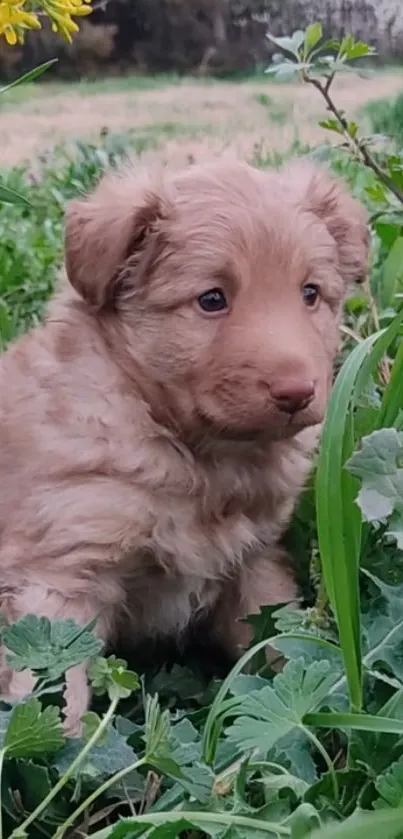 Adorable brown puppy sitting in lush green grass.