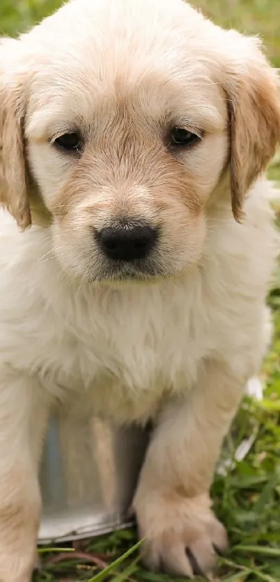 Fluffy puppy sitting in a bowl on green grass.