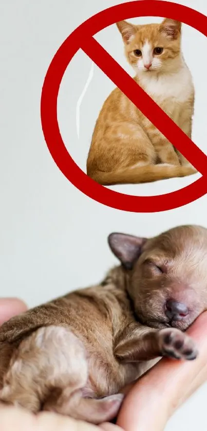 Sleeping puppy in hands with a crossed-out cat symbol.