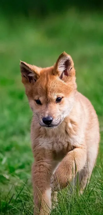 Adorable puppy walking through lush green grass in a natural setting.