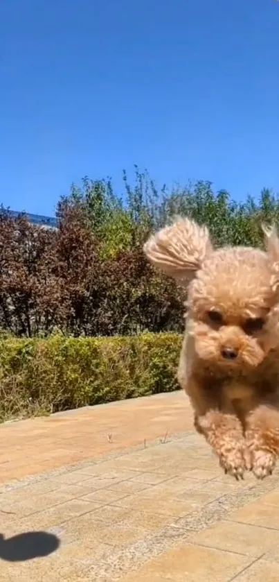 Fluffy puppy leaping joyfully in a sunny garden with clear blue sky.