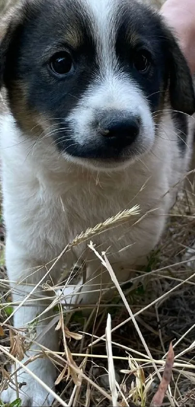 Cute puppy with grass background mobile wallpaper.