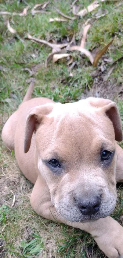 Adorable puppy lying on green grass.