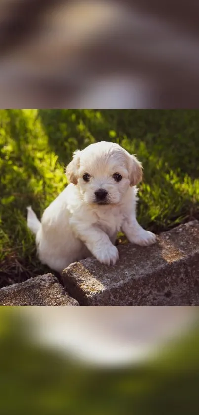 Adorable puppy sitting on grass with sunlight.