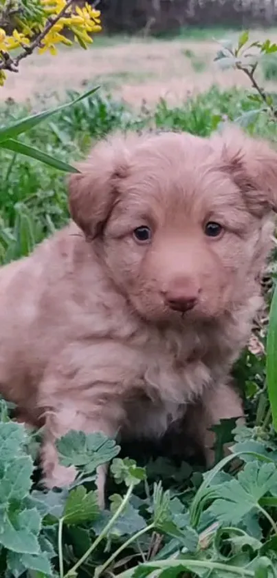 Adorable puppy sitting in lush green field with tiny yellow flowers.