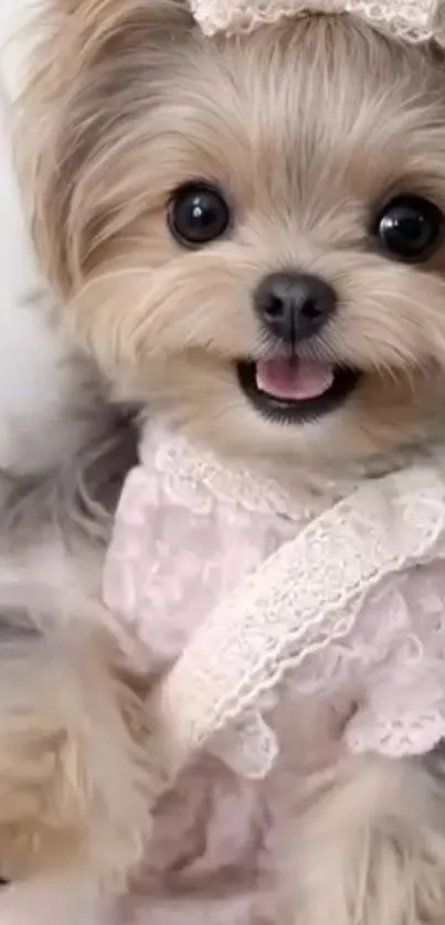 Adorable puppy wearing a pink lace dress with a bow.