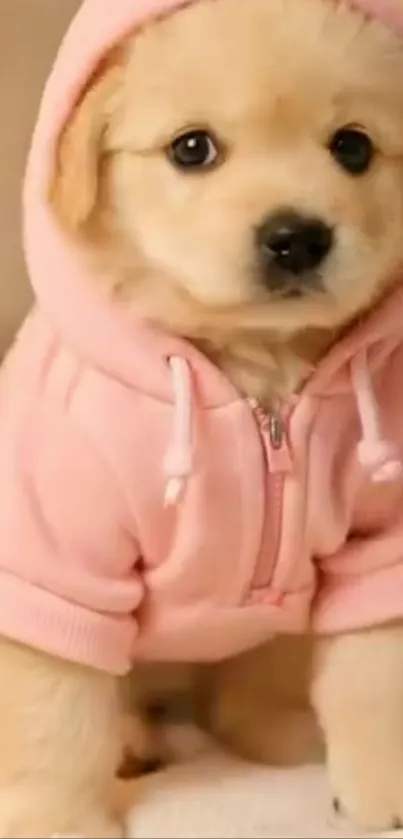 Cute puppy in a pink hoodie looking adorable.