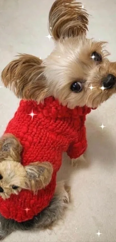 Yorkshire Terrier in a red sweater with dog design.