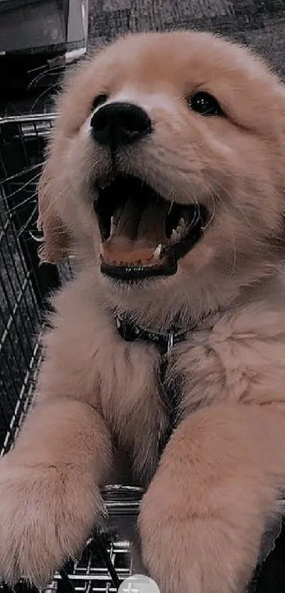 Golden retriever puppy in a shopping cart, smiling wide.