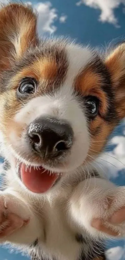 Adorable puppy against a bright blue sky with fluffy clouds.