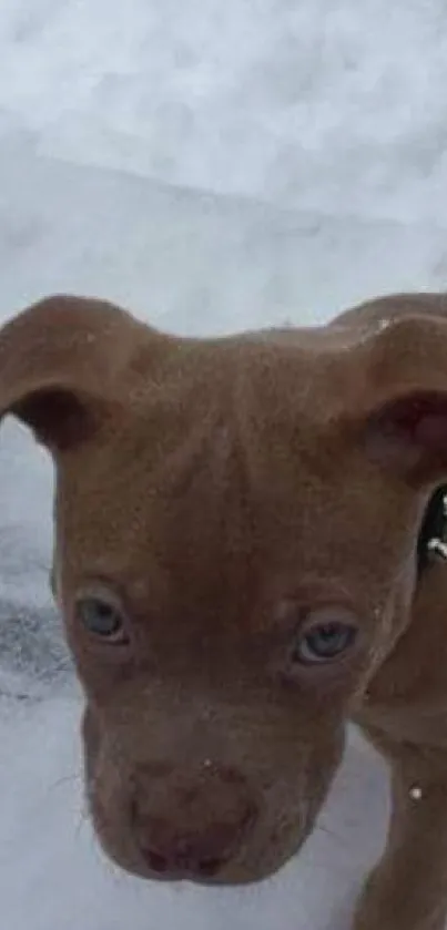 Adorable brown puppy walking in snow background.