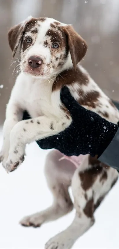 Adorable brown and white puppy held in the snow.
