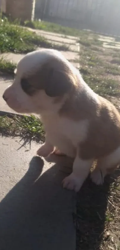 Cute puppy sitting in sunlight on a grassy path.