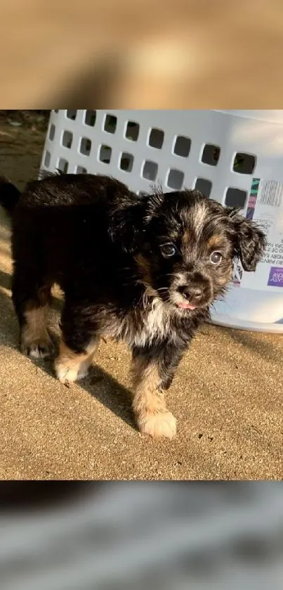 Adorable puppy standing outdoors on a sunny day.