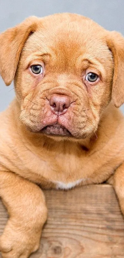 Cute puppy peeking from wooden crate, perfect for pet lovers.