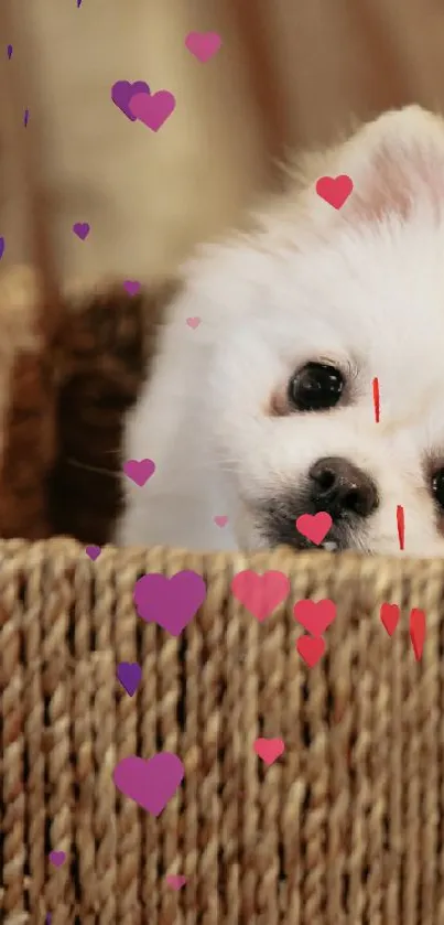 Cute white puppy sitting in a woven basket.