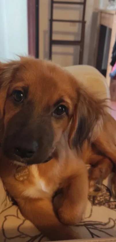 Adorable puppy relaxing on a patterned couch.