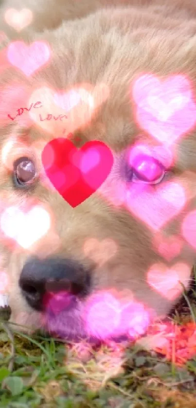 Cute puppy with red heart on grass, perfect for wallpaper.