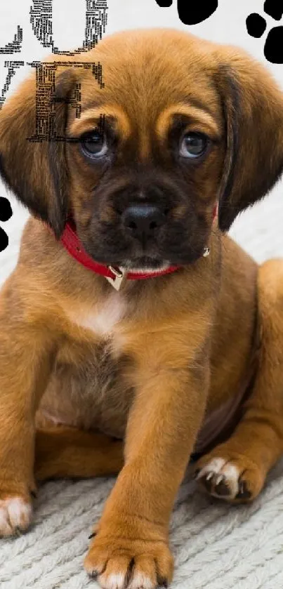 Cute brown puppy with 'Love' text on a white background.