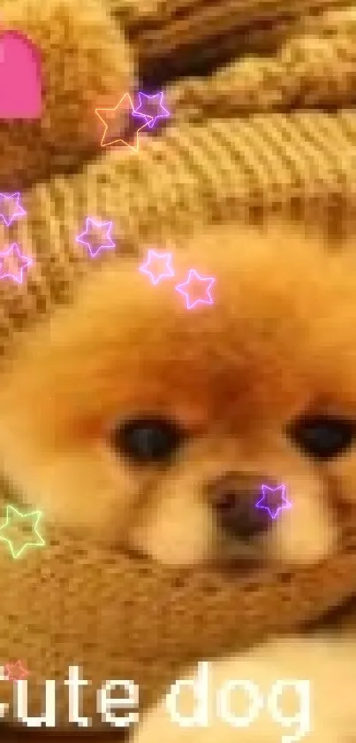 Adorable puppy in knit sweater with a heart detail.