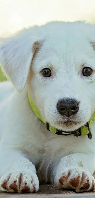 Adorable white puppy with green collar.