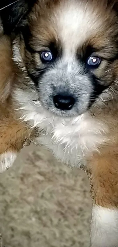 Adorable brown and white puppy looking upwards.